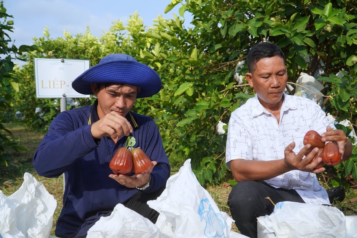 Quá trình thu hoạch, sơ chế, bảo quản và vận chuyển nông sản hữu cơ phải đáp ứng TCVN 11041-1:2017 (Tiêu chuẩn quốc gia về nông nghiệp hữu cơ). Ảnh: Kim Anh.
