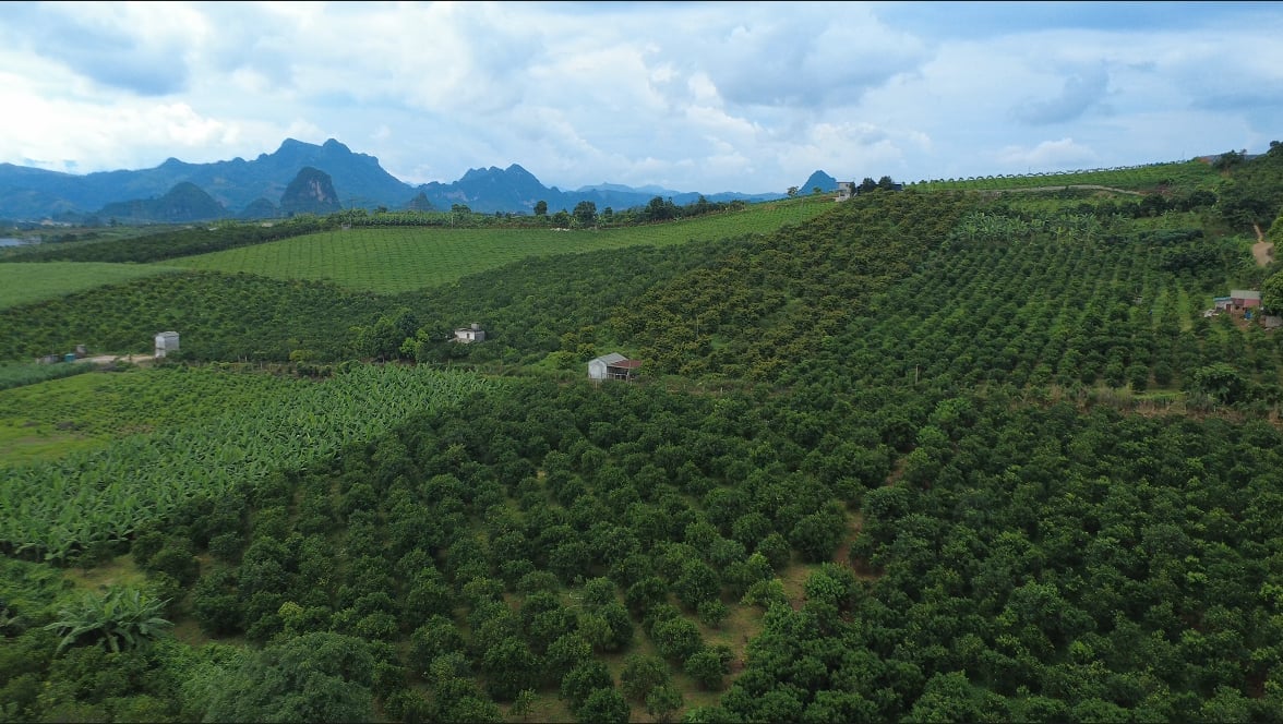 Phú Thọ đang rà soát, sắp xếp không gian vùng trồng tập trung cây có múi. Ảnh: Kiên Trung.
