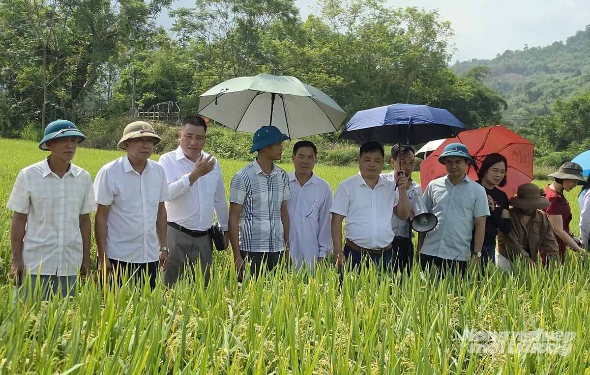 Các giống lúa của Công ty cổ phần Nông nghiệp An Đạt Thành Hà Giang đang dần khẳng định được niềm tin với nông dân Tuyên Quang. Ảnh: Đào Thanh.