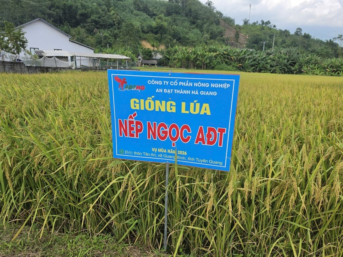 Giống Nếp Ngọc AĐT đang được triển khai thí điểm tại cánh đồng của xã Quang Bình, tỉnh Tuyên Quang. Ảnh: Đào Thanh.