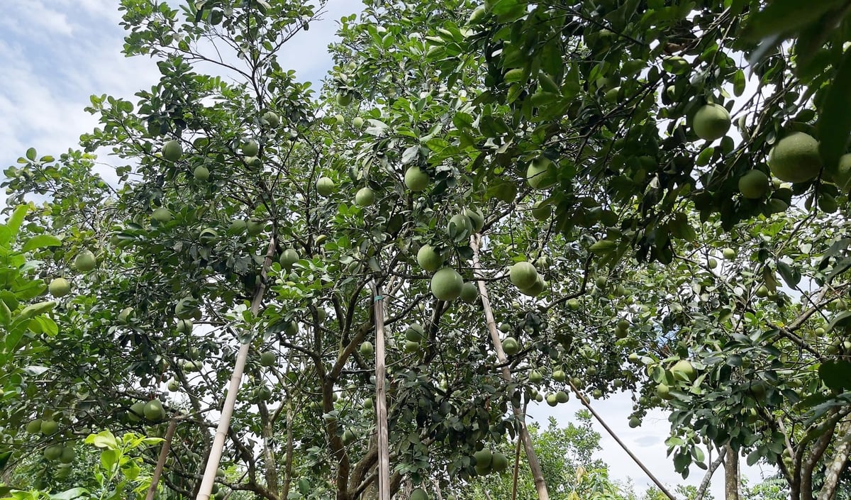 Những vườn thanh trà sai trĩu quả tại Thủy Biều. Ảnh: Văn Dinh.