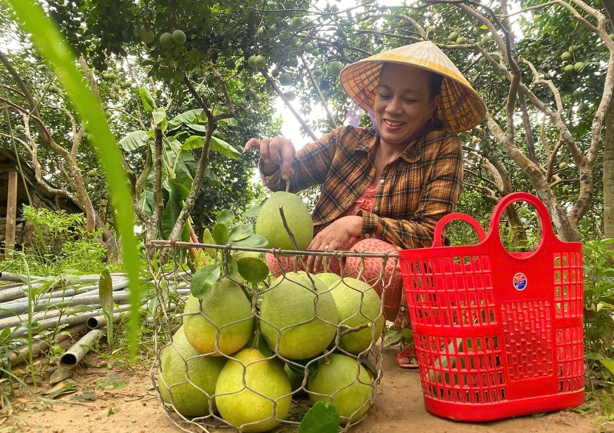 Thanh trà VietGAP mang lại thu nhập cao cho nông dân. Ảnh: Văn Dinh.