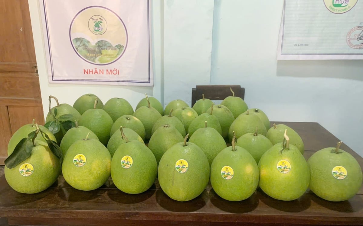 Trung tâm Khuyến nông TP Huế đã xây dựng các mô hình liên kết, quảng bá thương hiệu thanh trà, dán tem truy xuất nguồn gốc... Ảnh: Văn Dinh.