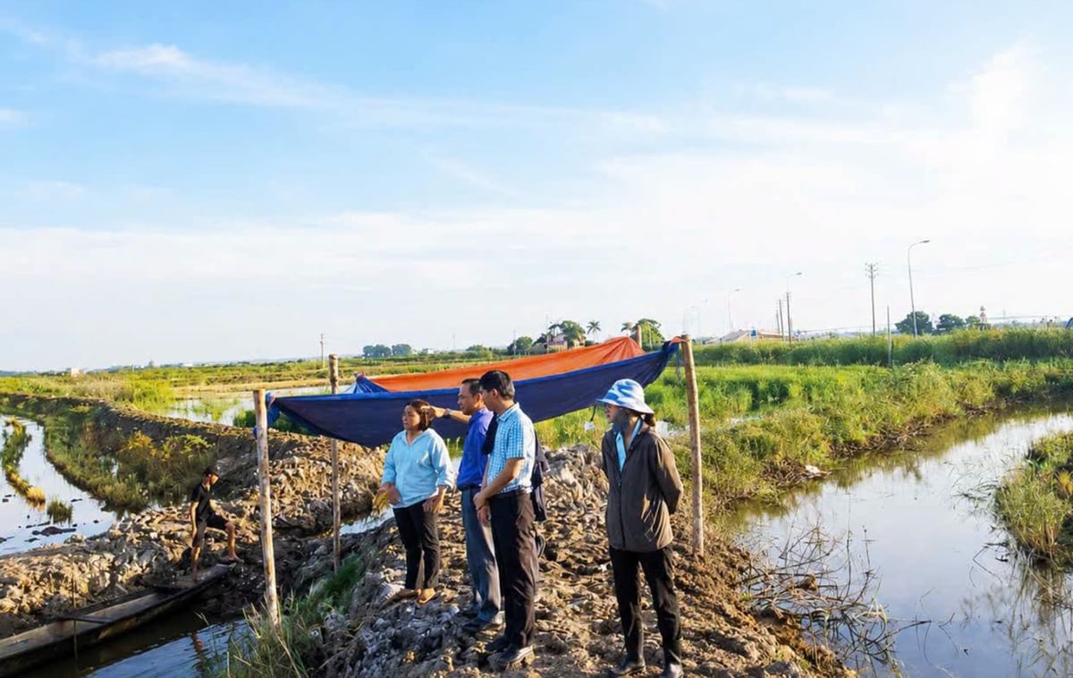 Mô hình xen canh lúa - tôm đang được các địa phương, HTX tại TP Huế nhân rộng. Ảnh: Văn Dinh. Mô hình xen canh lúa - tôm đang được các địa phương, HTX tại TP Huế nhân rộng. Ảnh: Văn Dinh.