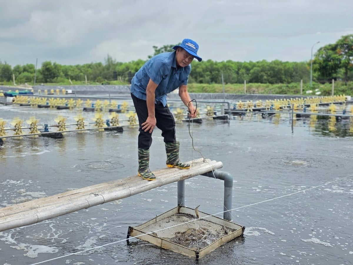 Sau biến cố, trang trại nuôi tôm của ông Thái Bá Nghĩa đang cố gượng dậy. Ảnh: Việt Khánh.