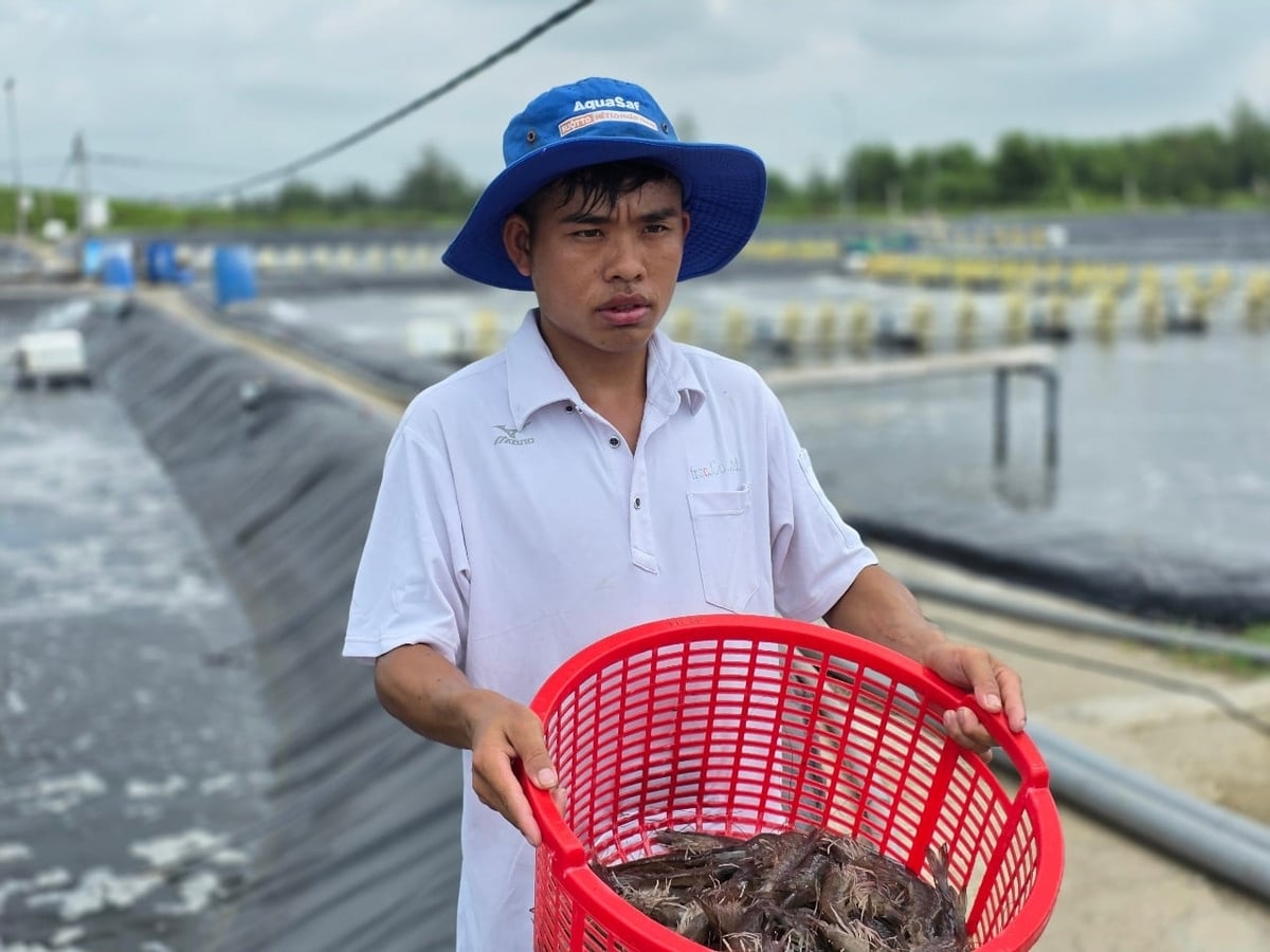 Đưa thiết bị tiên tiến vào ao nuôi, kết hợp áp dụng quy trình chuẩn đã mang lại hiệu quả khả quan trong nuôi tôm ở Nghệ An. Ảnh: Việt Khánh.