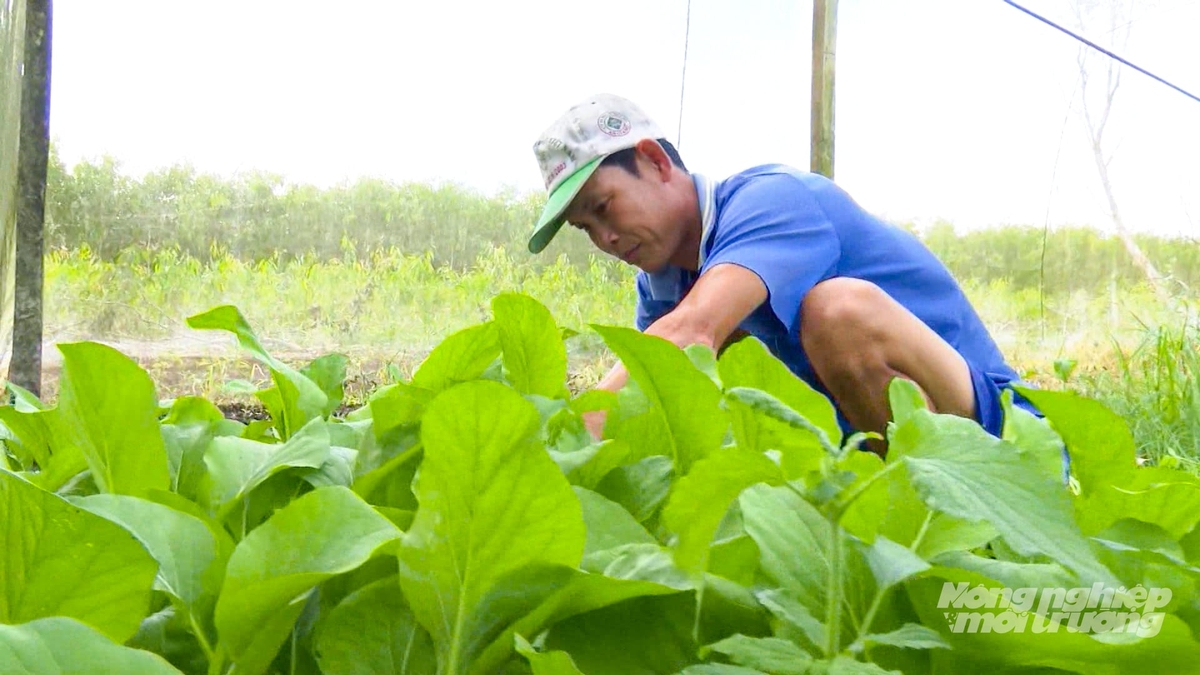 Anh Võ Văn Thắng chăm sóc rau trong nhà lưới, kết hợp hệ thống tưới phun sương tự động. Ảnh: Văn Vũ.
