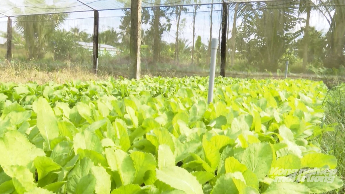 Trồng rau nhà lưới kết hợp tưới phun sương giúp hạn chế sâu bệnh, giảm sử dụng thuốc bảo vệ thực vật, rau sinh trưởng xanh tốt. Ảnh: Văn Vũ.