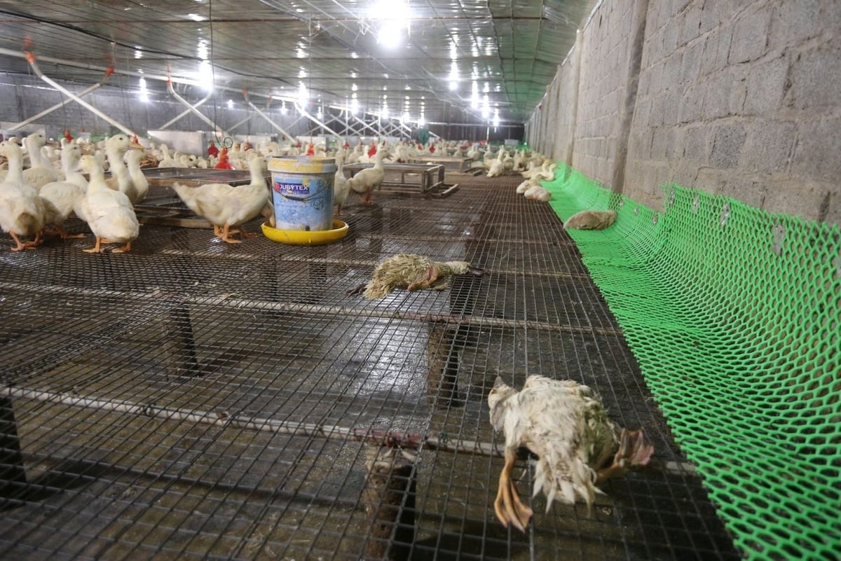 Việc thu gom, xử lý xác gia cầm chết gặp nhiều khó khăn. Ảnh: ĐT. Việc thu gom, xử lý xác gia cầm chết gặp nhiều khó khăn. Ảnh: ĐT.