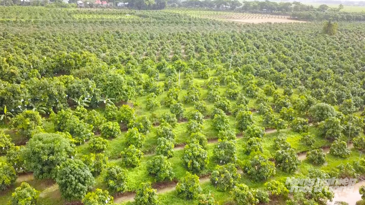 Vùng trồng xoài cát Hòa Lộc tập trung tại xã Tân Hòa, tạo nền tảng xây dựng ngành hàng đặc trưng của địa phương. Ảnh: Văn Vũ.