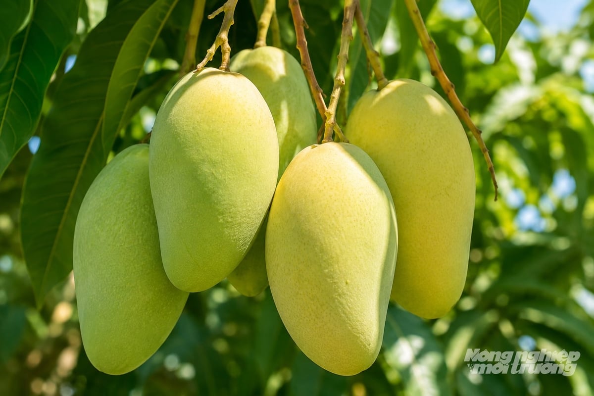 Những trái xoài cát Hòa Lộc đẹp, đồng đều. Ảnh: Văn Vũ.