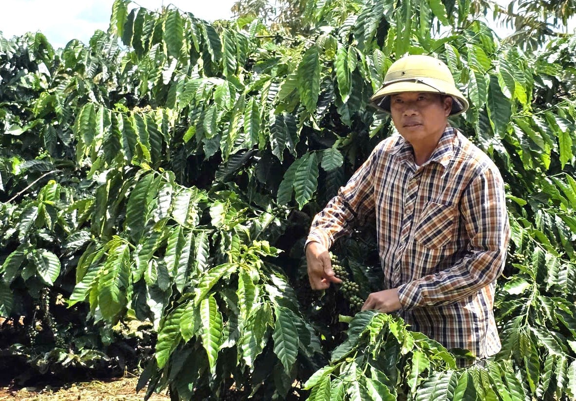 Các thành viên của HTX Nông nghiệp hữu cơ Ia Phí trồng cà phê theo tiêu chuẩn VietGAP. Ảnh: Tuấn Anh.