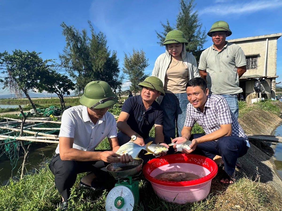 Mô hình nuôi cá chim vây vàng đang được người dân Hà Tĩnh quan tâm mở rộng. Ảnh: Ánh Nguyệt.