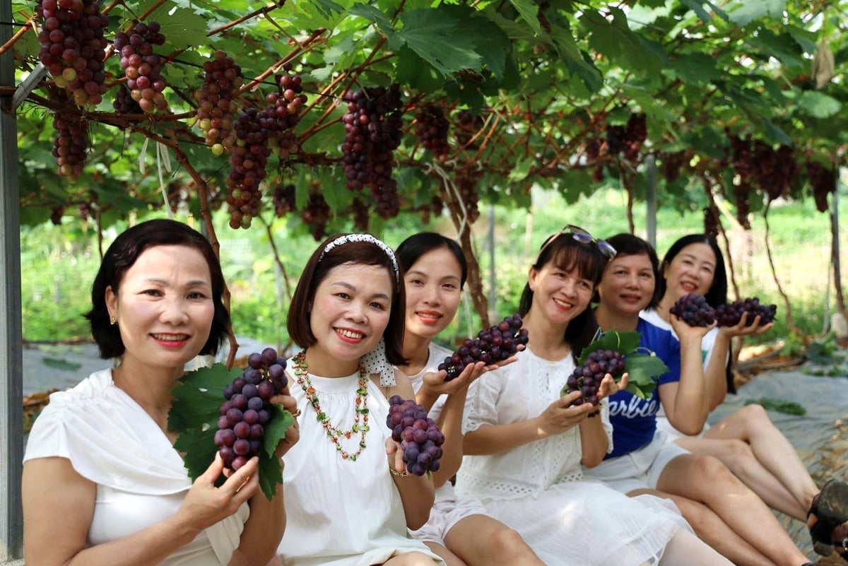 Mỗi ngày khu vườn đón khoảng 30 - 40 lượt khách đến tham quan, chụp ảnh và thưởng thức nho tại vườn. Ảnh: Thanh Ngà. Mỗi ngày khu vườn đón khoảng 30 - 40 lượt khách đến tham quan, chụp ảnh và thưởng thức nho tại vườn. Ảnh: Thanh Ngà.