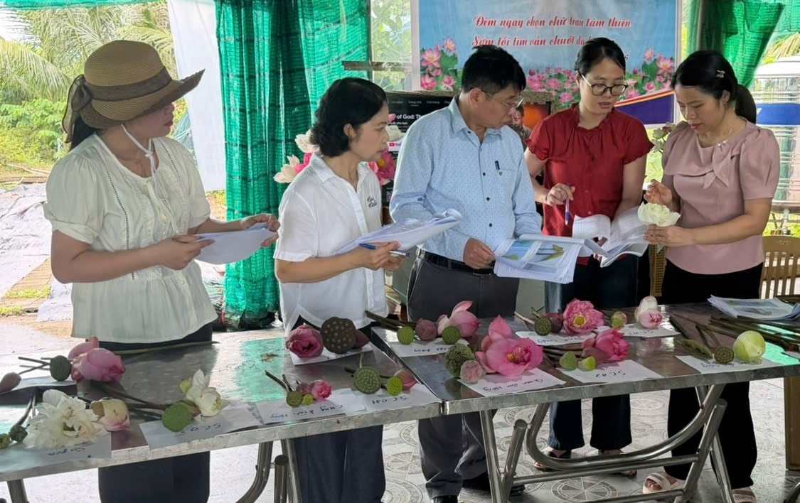 Hội đồng đánh giá khảo nghiệm tính khác biệt, tính đồng nhất và tính ổn định của các giống sen mới. Ảnh: Mai Đan.
