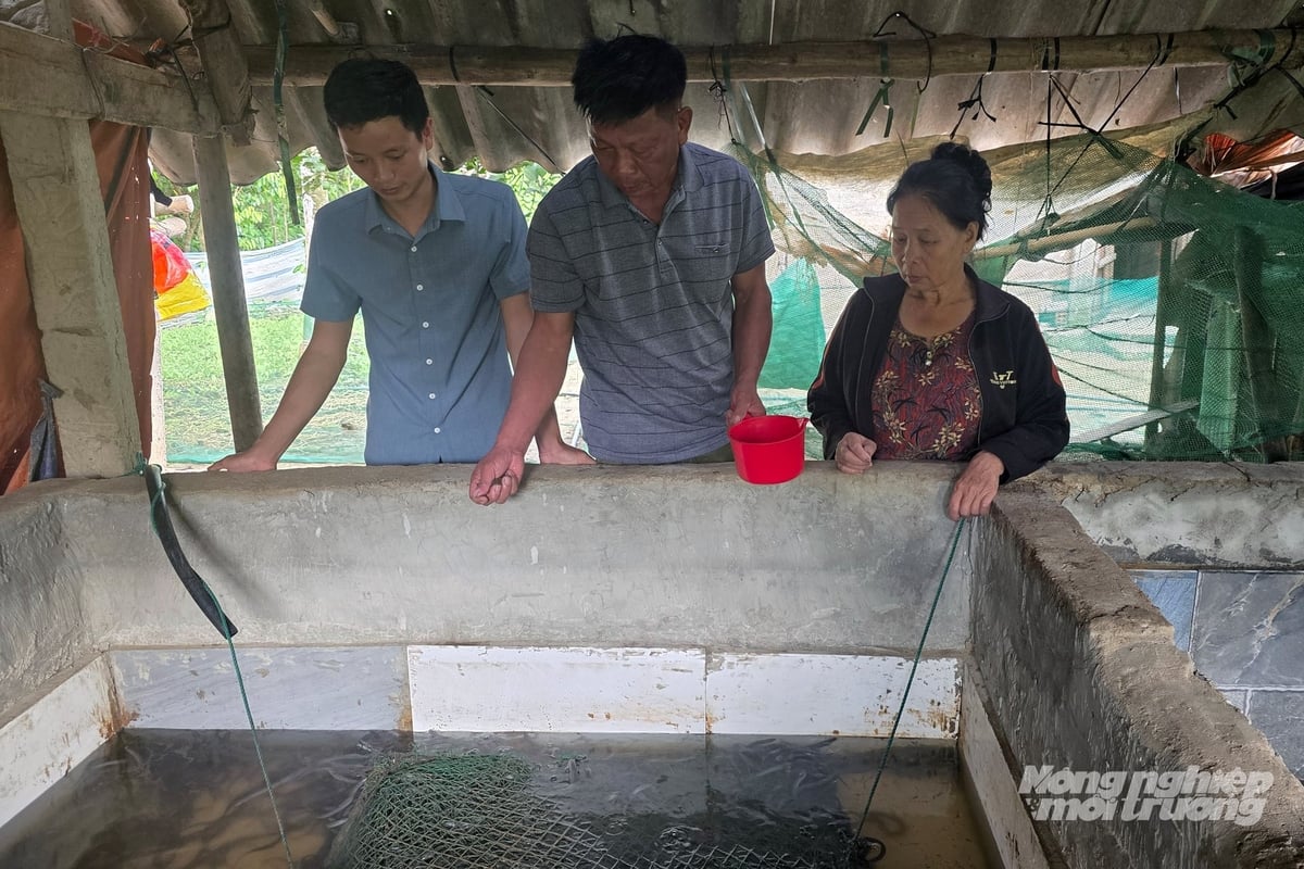 Tận dụng lợi thế nguồn nước dồi dào, nhiều hộ dân tại xã Tuyên Sơn đã cải tạo chuồng lợn chuyển sang nuôi lươn không bùn. Ảnh: Võ Dũng.