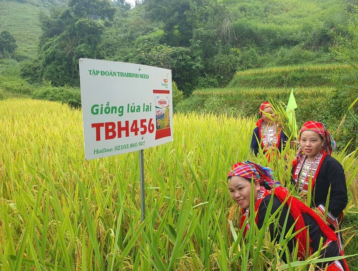 Mô hình trồng giống lúa lai TBH456 tại xã Nậm Dịch tỉnh Tuyên Quang. Ảnh: Đàm Triển.