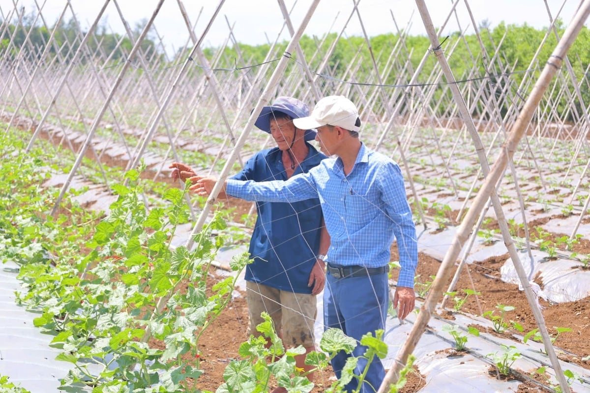 Toàn xã Đông Sơn (Quảng Ngãi) hiện có khoảng 25 - 30 ha trồng dưa lưới. Ảnh: L.K. Toàn xã Đông Sơn (Quảng Ngãi) hiện có khoảng 25 - 30 ha trồng dưa lưới. Ảnh: L.K.