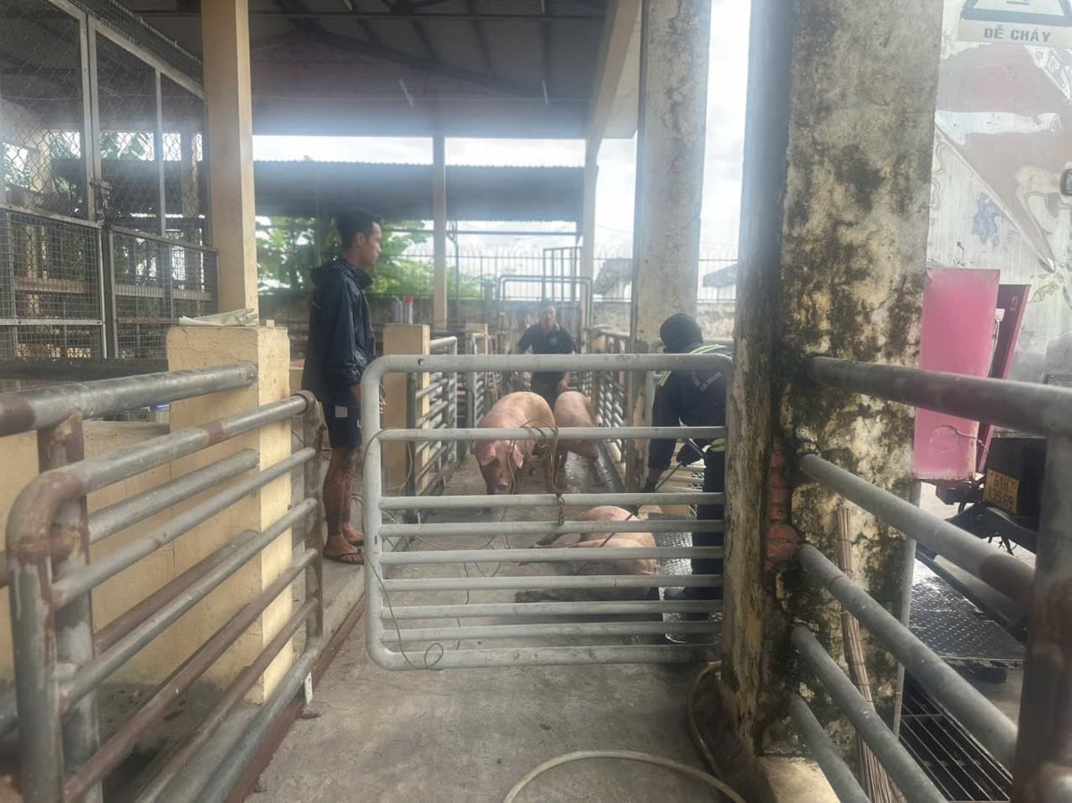 Chi cục Chăn nuôi và Thú y TP.HCM phối hợp Cảnh sát kinh tế, CSGT, QLTT kiểm tra tại hiện trường trang trại heo nghi có chất cấm Salbutamol tại TP.Đồng Nai. Ảnh: Chi cục Chăn nuôi  và Thú y TP.HCM.