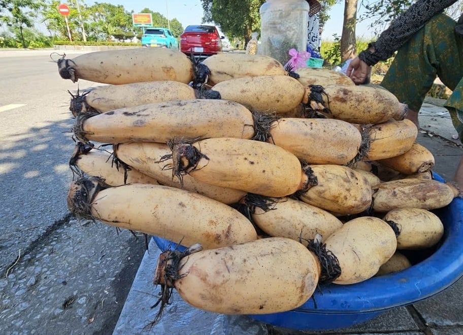 Nông dân thu hoạch củ sen bán, mang lại nguồn thu đáng kể. Ảnh: Quốc Toản.