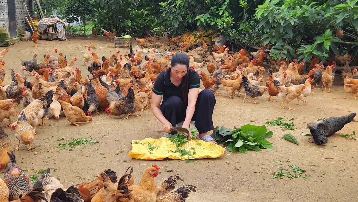 Chị Ngọc thái các loại dược liệu để bổ sung vào thức ăn cho gà. Ảnh: Nguyễn Thành. Chị Ngọc thái các loại dược liệu để bổ sung vào thức ăn cho gà. Ảnh: Nguyễn Thành.