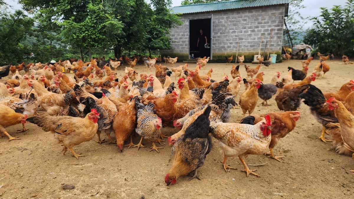 Mô hình chăn nuôi gà Tiên Yên rộng gần 2 ha dưới tán rừng quế. Ảnh: Nguyễn Thành. Mô hình chăn nuôi gà Tiên Yên rộng gần 2 ha dưới tán rừng quế. Ảnh: Nguyễn Thành.