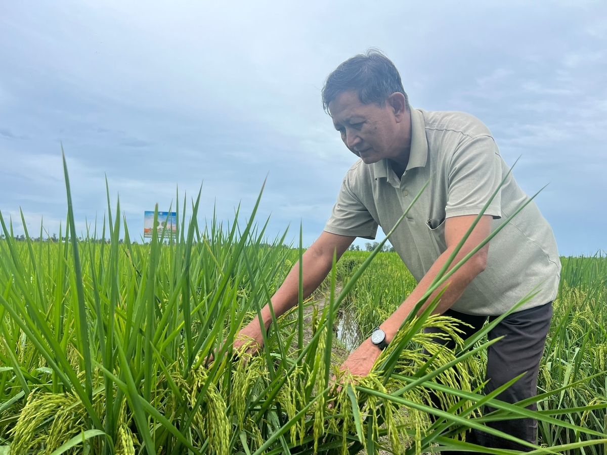 Nông dân áp dụng đồng bộ các biện pháp kỹ thuật tiên tiến vào sản xuất, sử dụng tiết kiệm giống, phân bón, nước tưới và thuốc BVTV, qua đó giảm giá thành, nâng cao hiệu quả kinh tế. Ảnh: Trọng Linh.