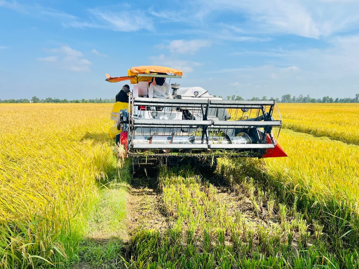 Nông dân dần thích ứng với mô hình sản xuất lúa mới, giúp nâng cao hiệu quả kinh tế. Ảnh: Trọng Linh.