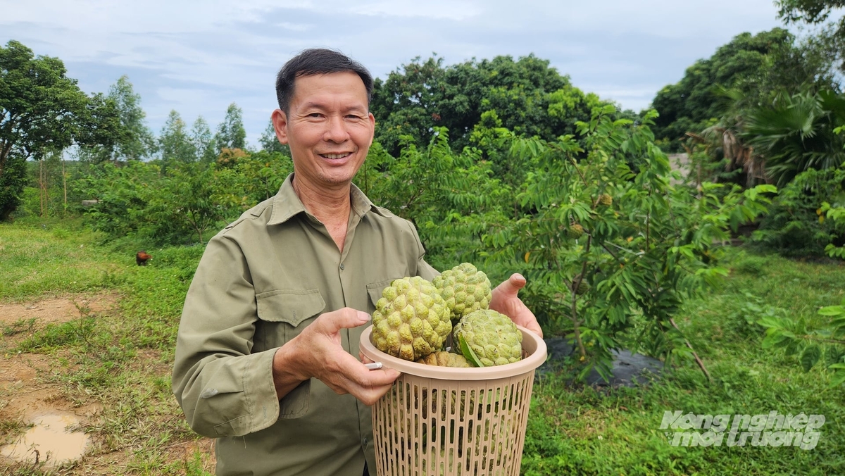 Ông Toàn đã thu hoạch vụ na bở đầu tiên, quả có mẫu mã đẹp, hương vị thơm ngon. Ảnh: Nguyễn Thành. Ông Toàn đã thu hoạch vụ na bở đầu tiên, quả có mẫu mã đẹp, hương vị thơm ngon. Ảnh: Nguyễn Thành.