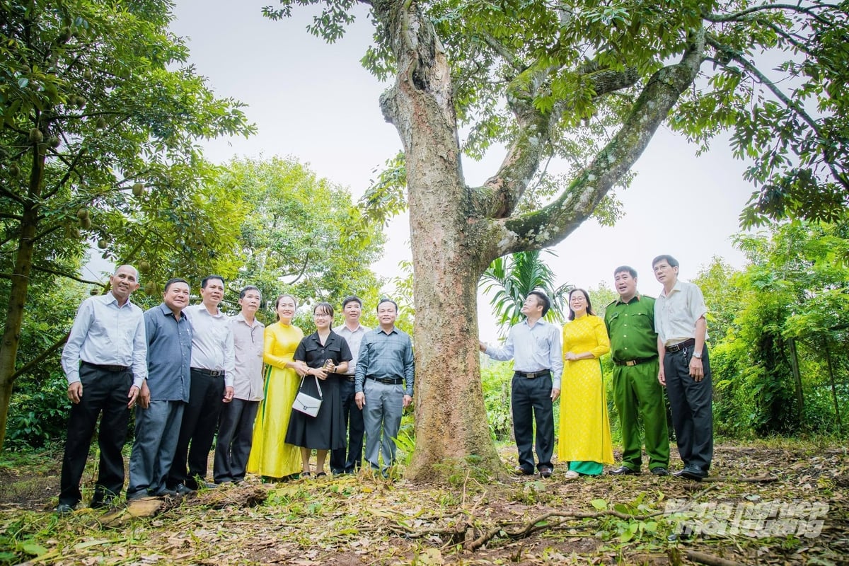 Cây sầu riêng trăm tuổi giữa vườn cà phê của ông Thành đã được khoanh lại làm cây di tích, được nhiều người tham quan. Ảnh: Trung Tân.
