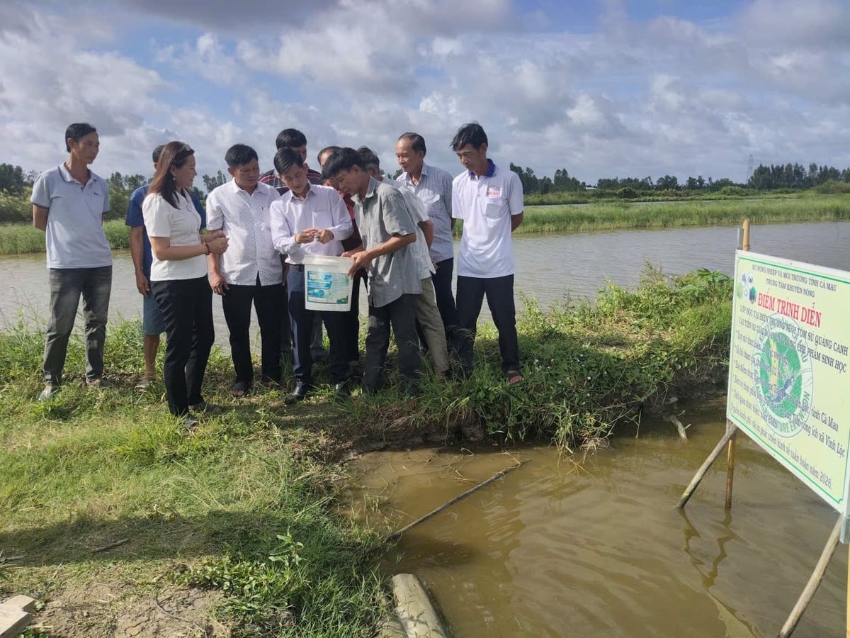  Trong 9 tháng đầu năm 2026, tổng sản lượng thủy sản của tỉnh Cà Mau ước đạt 971.000 tấn. Ảnh: Trọng Linh.