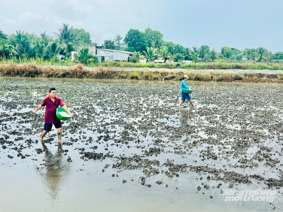Trước nguy cơ El Nino mạnh, thiếu nước và xâm nhập mặn, Cà Mau bố trí hơn 92.900 ha lúa đông xuân 2026 - 2027 theo 3 đợt, ưu tiên xuống giống sớm ở vùng có nguy cơ thiếu nước cuối vụ. Ảnh: Trọng Linh.