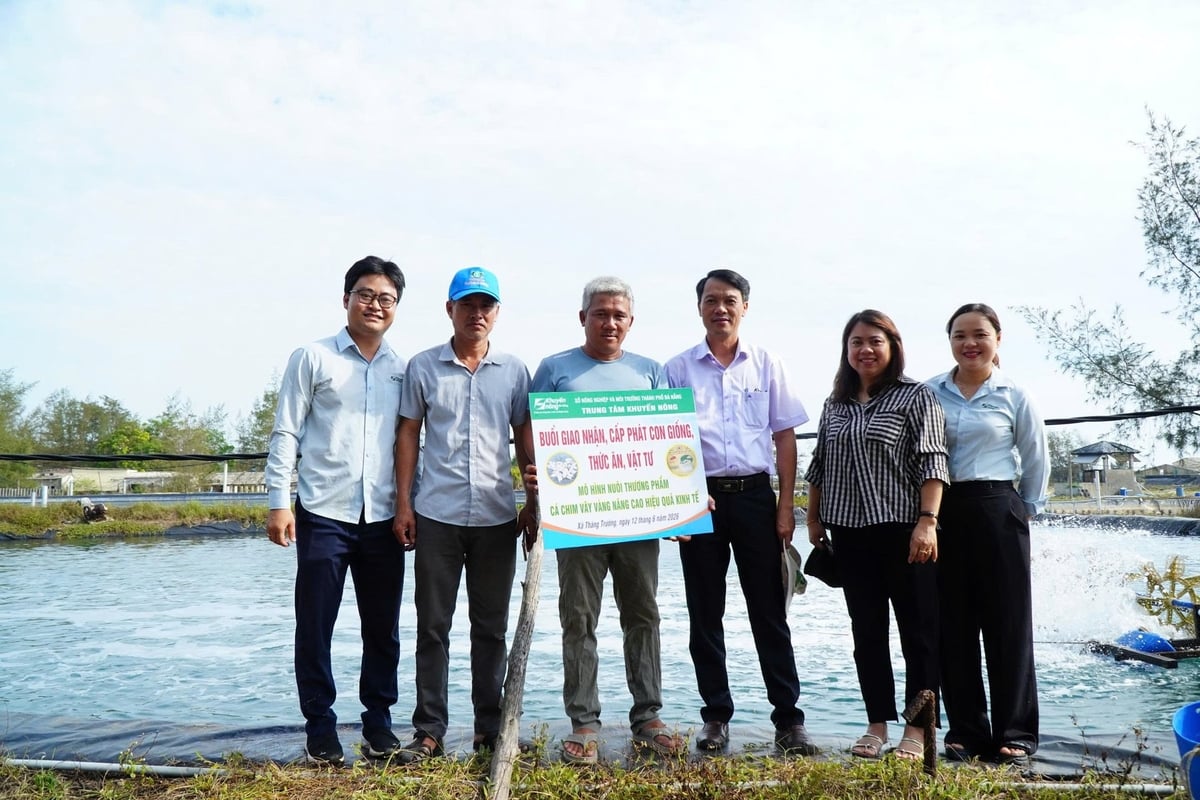 Trung tâm Khuyến nông TP Đà Nẵng hỗ trợ con giống cá chim vây vàng cho hộ tham gia mô hình. Ảnh: Lan Anh. Trung tâm Khuyến nông TP Đà Nẵng hỗ trợ con giống cá chim vây vàng cho hộ tham gia mô hình. Ảnh: Lan Anh.