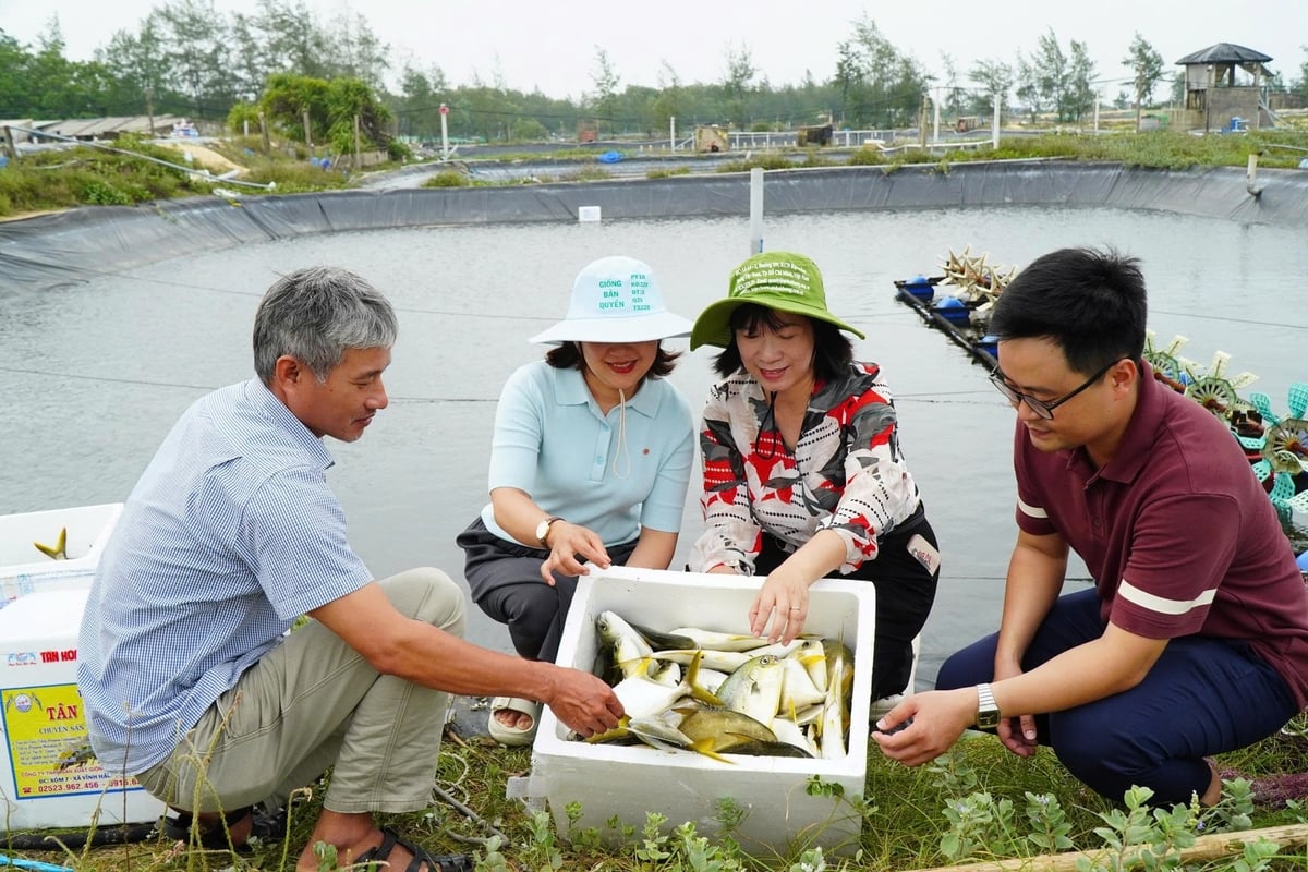 Sau hơn 3,5 tháng nuôi, gia đình anh Trần Công Tuấn thu hoạch khoảng 3,5 tấn cá chim vây vàng. Ảnh: Lan Anh. Sau hơn 3,5 tháng nuôi, gia đình anh Trần Công Tuấn thu hoạch khoảng 3,5 tấn cá chim vây vàng. Ảnh: Lan Anh.