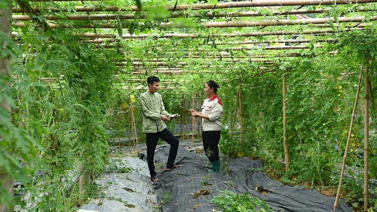 Anh Hoàng thuyết phục người dân bằng cách làm trước, chứng minh hiệu quả... Ảnh: NVCC.