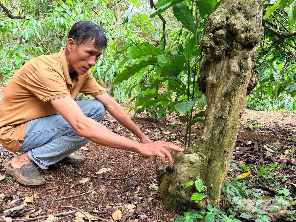 Ông Lê Văn Thành vẫn giữ những gốc cây cà phê cổ bởi nếu chặt đi thì không thể trồng lại được. Ảnh: Trung Tân.