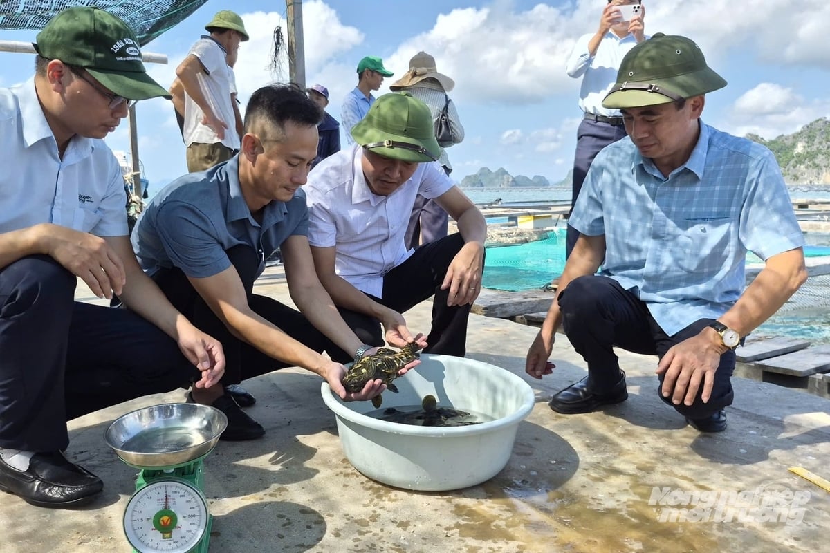 Sản lượng thủy sản của Quảng Ninh hằng năm đạt trên 200.000 tấn, trong đó nuôi trồng khoảng 120.000 tấn. Ảnh: Nguyễn Thành. Sản lượng thủy sản của Quảng Ninh hằng năm đạt trên 200.000 tấn, trong đó nuôi trồng khoảng 120.000 tấn. Ảnh: Nguyễn Thành.