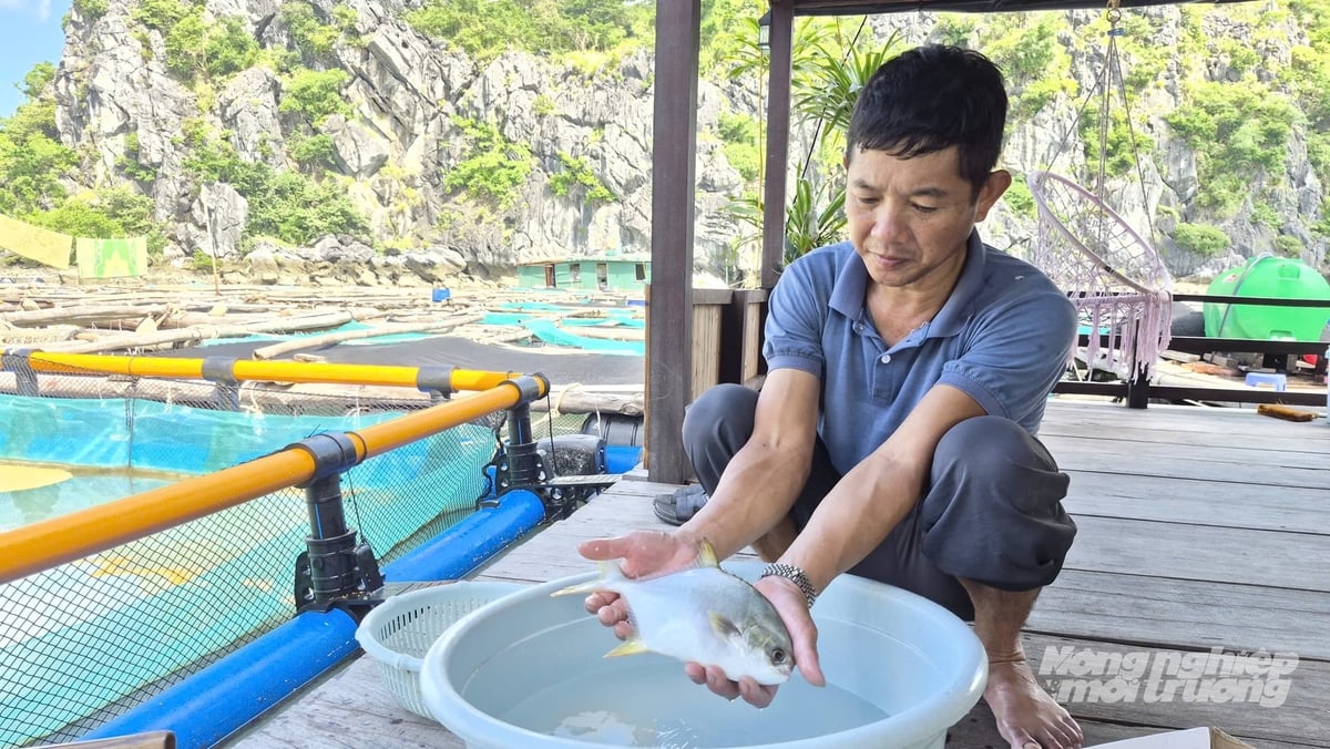Cá đạt trọng lượng bình quân 0,8-0,9 kg/con sau 8 tháng nuôi. Ảnh: Nguyễn Thành. Cá đạt trọng lượng bình quân 0,8-0,9 kg/con sau 8 tháng nuôi. Ảnh: Nguyễn Thành.