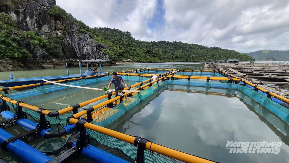 HTX Thủy sản Thắng Lợi đang chuyển đổi từ nuôi lồng bè truyền thống sang lồng HDPE. Ảnh: Nguyễn Thành. HTX Thủy sản Thắng Lợi đang chuyển đổi từ nuôi lồng bè truyền thống sang lồng HDPE. Ảnh: Nguyễn Thành.