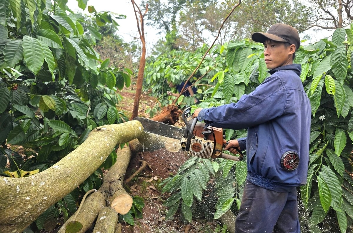 Người dân tranh thủ cưa hạ cây điều bị gãy đổ để tránh ảnh hưởng tới các cây xung quanh. Ảnh: Tuấn Anh. Người dân tranh thủ cưa hạ cây điều bị gãy đổ để tránh ảnh hưởng tới các cây xung quanh. Ảnh: Tuấn Anh.
