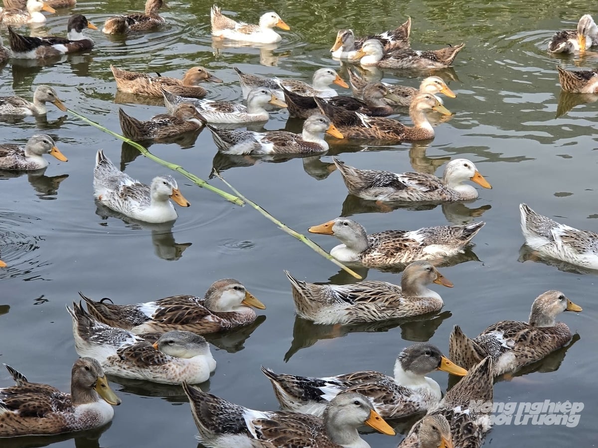 Sau một thời gian nuôi, đàn vịt có trọng lượng trung bình đạt từ 1,5 đến 1,8 kg/con. Ảnh: Đào Thanh. Sau một thời gian nuôi, đàn vịt có trọng lượng trung bình đạt từ 1,5 đến 1,8 kg/con. Ảnh: Đào Thanh.