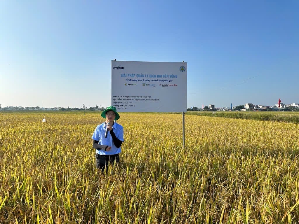 Ông Nguyễn Ngọc Anh, chuyên viên Kỹ thuật Phát triển thị trường Syngenta Việt Nam giới thiệu mô hình trình diễn giải pháp quản lý dịch hại trên cây lúa tại Ninh Bình. Ảnh: Khánh Vy. Ông Nguyễn Ngọc Anh, chuyên viên Kỹ thuật Phát triển thị trường Syngenta Việt Nam giới thiệu mô hình trình diễn giải pháp quản lý dịch hại trên cây lúa tại Ninh Bình. Ảnh: Khánh Vy.