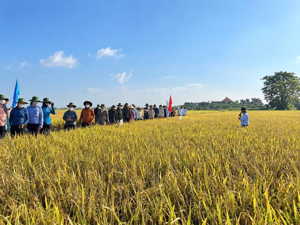 Đại diện Viện Bảo vệ thực vật, Syngenta Việt Nam cùng các đại biểu và nông dân tham quan, đánh giá thực tế mô hình trình diễn giải pháp quản lý dịch hại bền vững trên cây lúa tại Ninh Bình. Ảnh: Khánh Vy. Đại diện Viện Bảo vệ thực vật, Syngenta Việt Nam cùng các đại biểu và nông dân tham quan, đánh giá thực tế mô hình trình diễn giải pháp quản lý dịch hại bền vững trên cây lúa tại Ninh Bình. Ảnh: Khánh Vy.