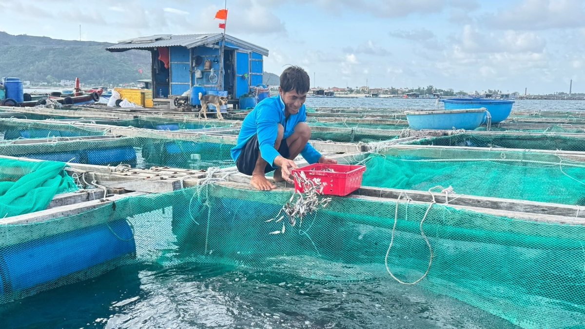Anh Lê Tiến Hưng lần đầu tiếp cận cá bè vẫu nhưng được hướng dẫn kỹ thuật nuôi nên anh yên tâm tham gia mô hình. Ảnh: Lê Khánh.