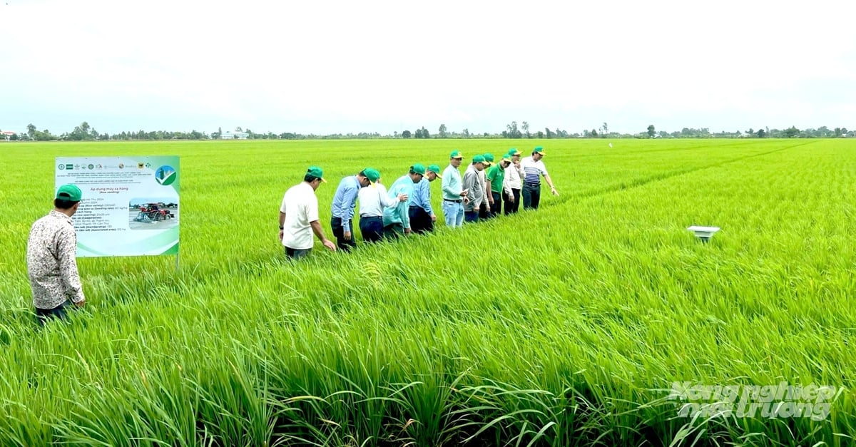 Mô hình sản xuất lúa chất lượng cao, phát thải thấp cho thấy hiệu quả từ việc áp dụng đồng bộ các tiến bộ kỹ thuật. Ảnh: Tâm Phan.