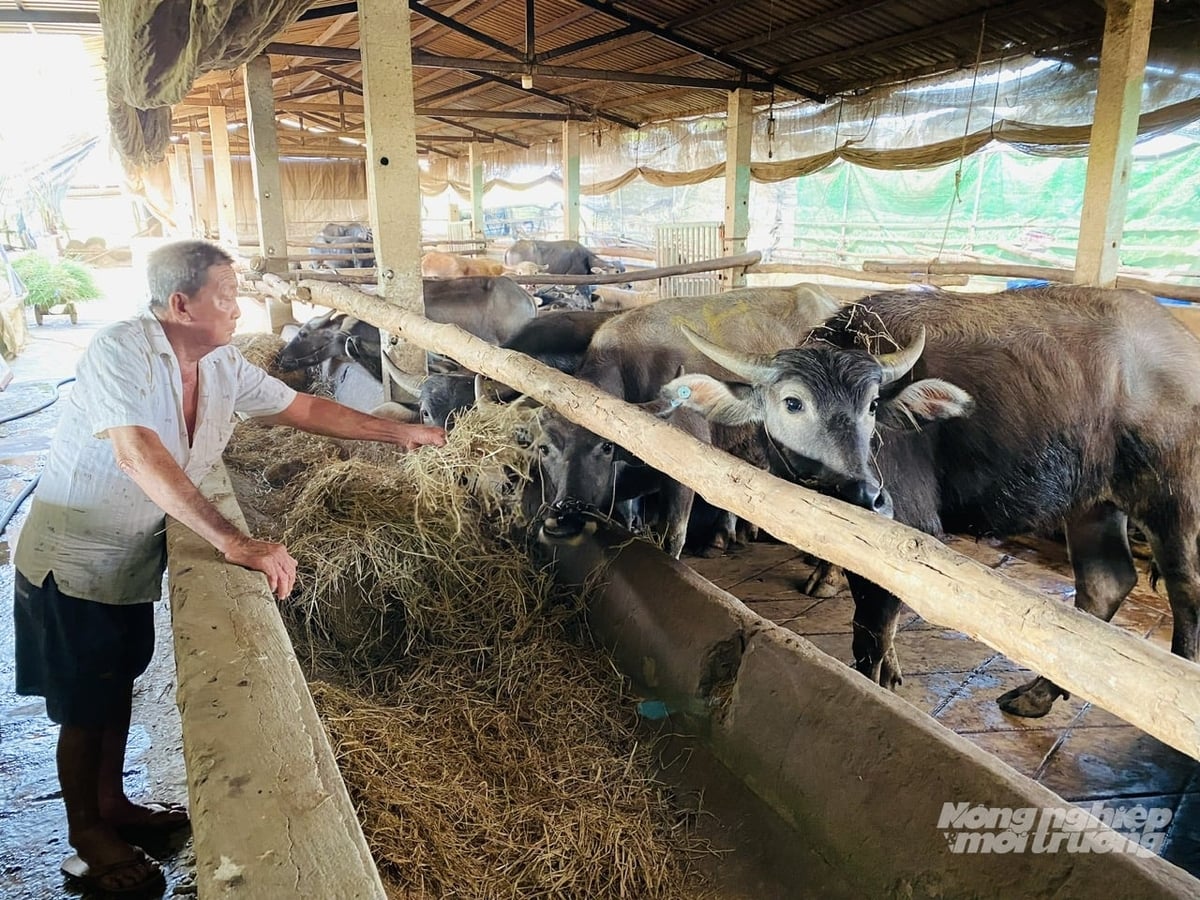 Người dân Đồng Tháp chăm sóc đàn trâu. Ảnh: Lê Hoàng Vũ.