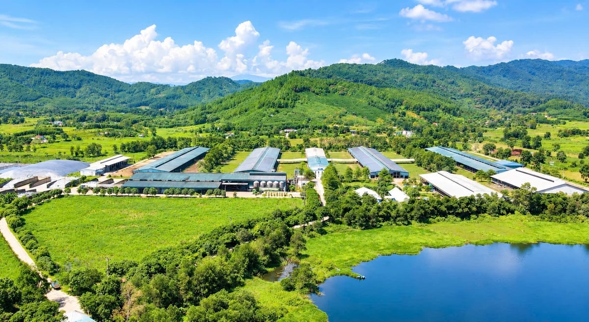 Năm 2026 - 2027, Hà Tĩnh tập trung kê khai, cấp mã định danh trang trại chăn nuôi quy mô lớn và vừa. Ảnh: Thanh Nga Năm 2026 - 2027, Hà Tĩnh tập trung kê khai, cấp mã định danh trang trại chăn nuôi quy mô lớn và vừa. Ảnh: Thanh Nga