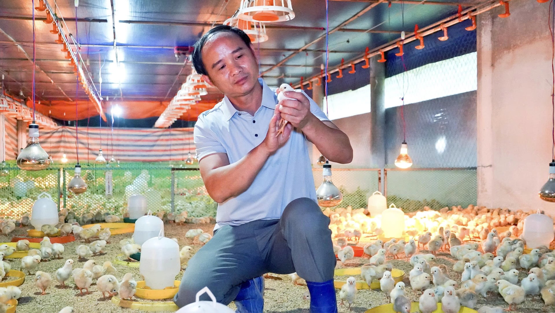 Ông Phạm Văn Thảo (xóm Tam, xã Văn Kiều, tỉnh Nghệ An) hợp tác chăn nuôi gia công gà màu với công ty Japfa từ năm 2023. Ảnh: Japfa Việt Nam.