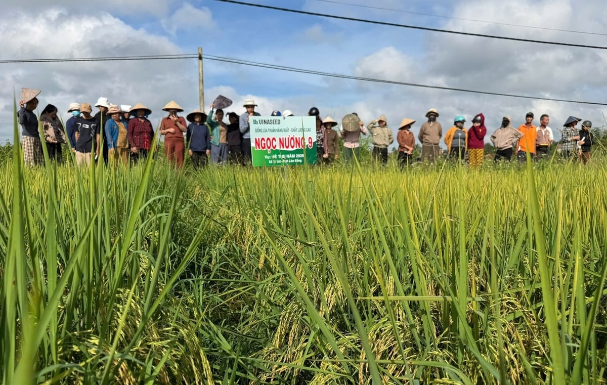 Dù thời tiết vụ hè thu 2026 nhiều bất thuận nhưng giống lúa Ngọc Nương 9 vấn sinh trưởng mạnh, chịu thâm canh, chống chịu sâu bệnh vượt trội tại xã Cư Jút. Ảnh: Vinaseed Tây Nguyên. Dù thời tiết vụ hè thu 2026 nhiều bất thuận nhưng giống lúa Ngọc Nương 9 vấn sinh trưởng mạnh, chịu thâm canh, chống chịu sâu bệnh vượt trội tại xã Cư Jút. Ảnh: Vinaseed Tây Nguyên.