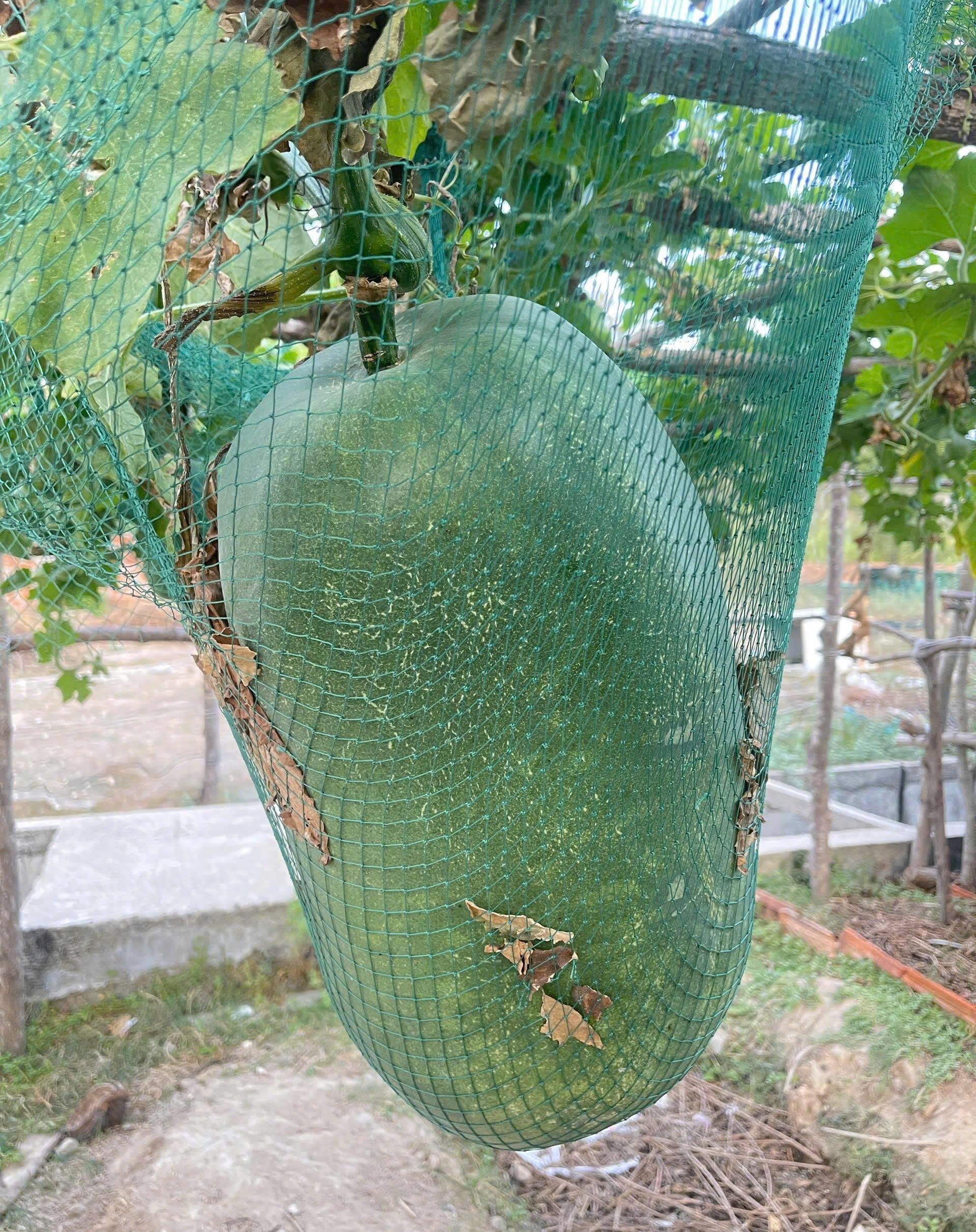 6 gốc bí đao khổng lồ trồng thử nghiệm trên xã đảo Nhơn Châu cho thu hoạch lứa đầu tiên được 15 quả, trọng lượng trung bình 25 - 30kg/quả. Ảnh: ĐT.